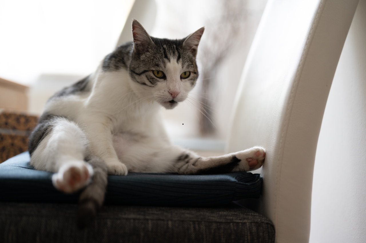 why is my cat acting weird