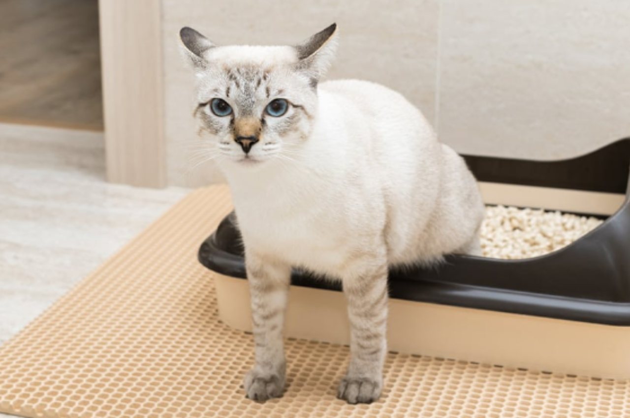 how to help a constipated cat