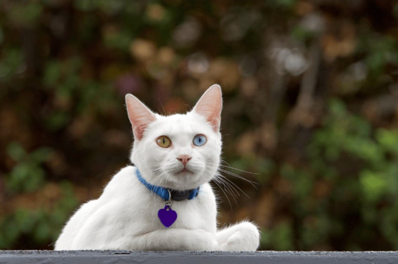 Do cats have 3 names?