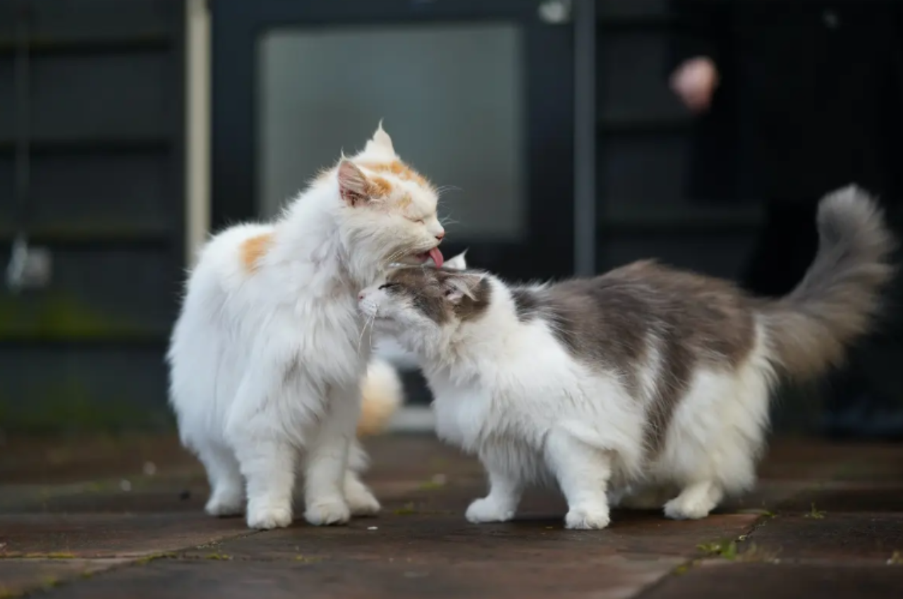Can a cat have 3 parents?