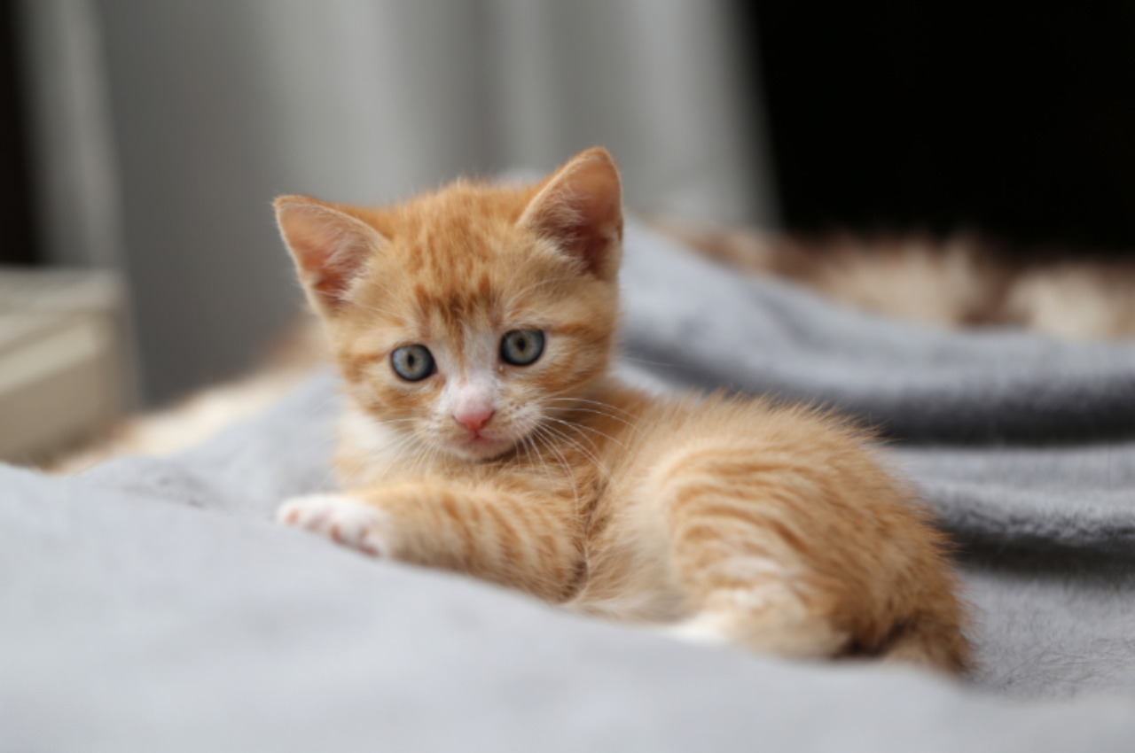 how to train a small cat