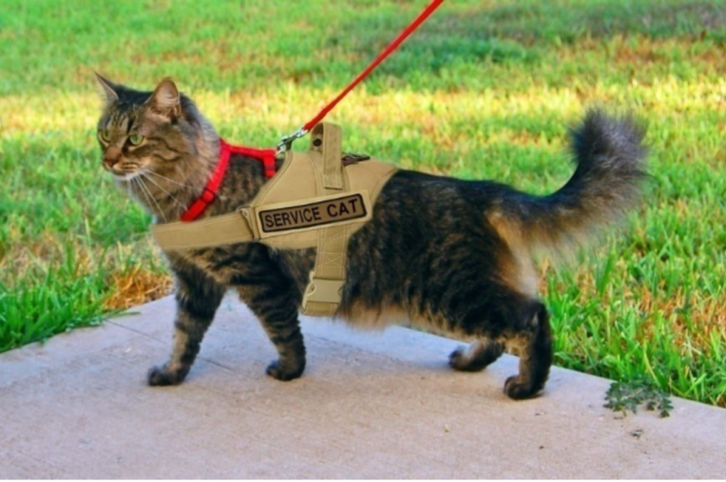 service cat training