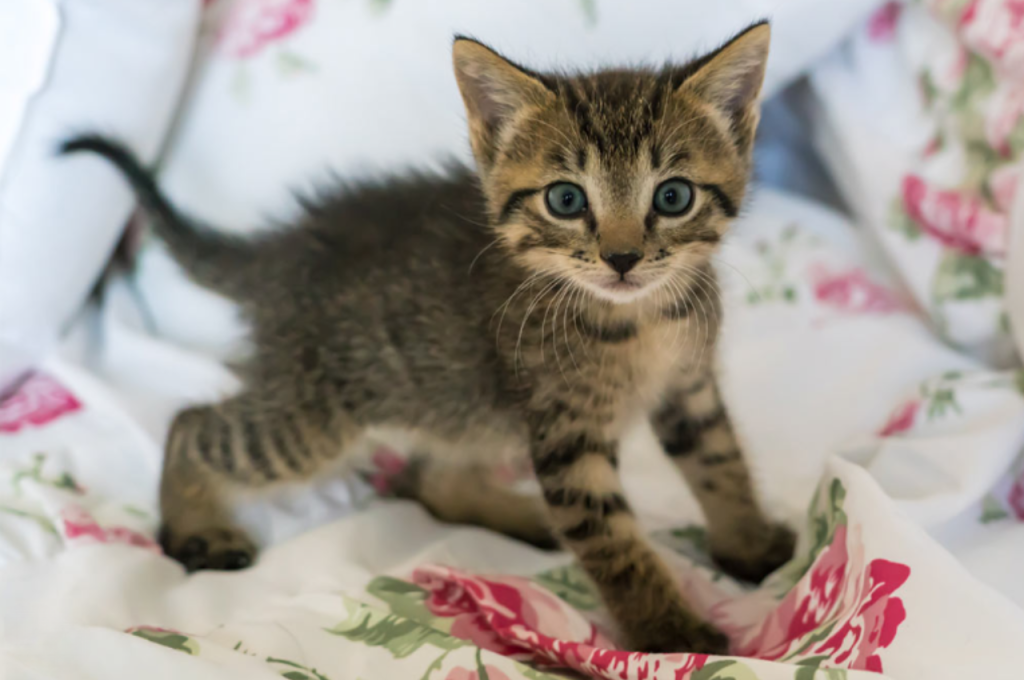 how to train a small cat