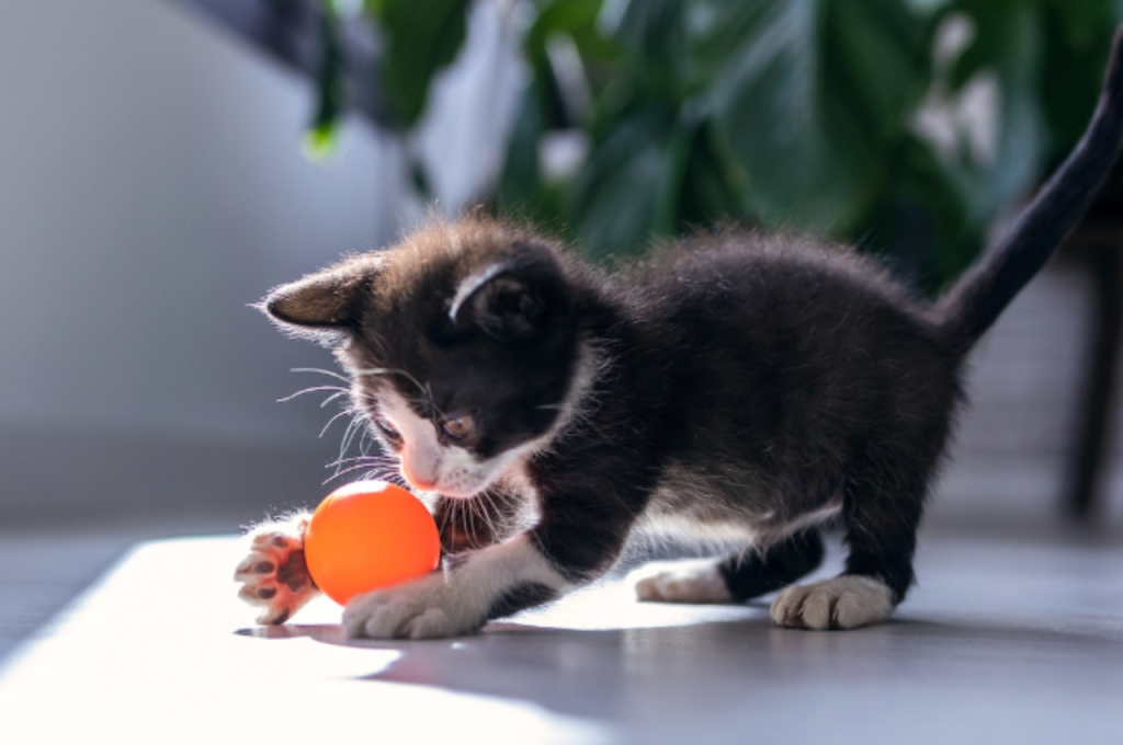 cat training tools