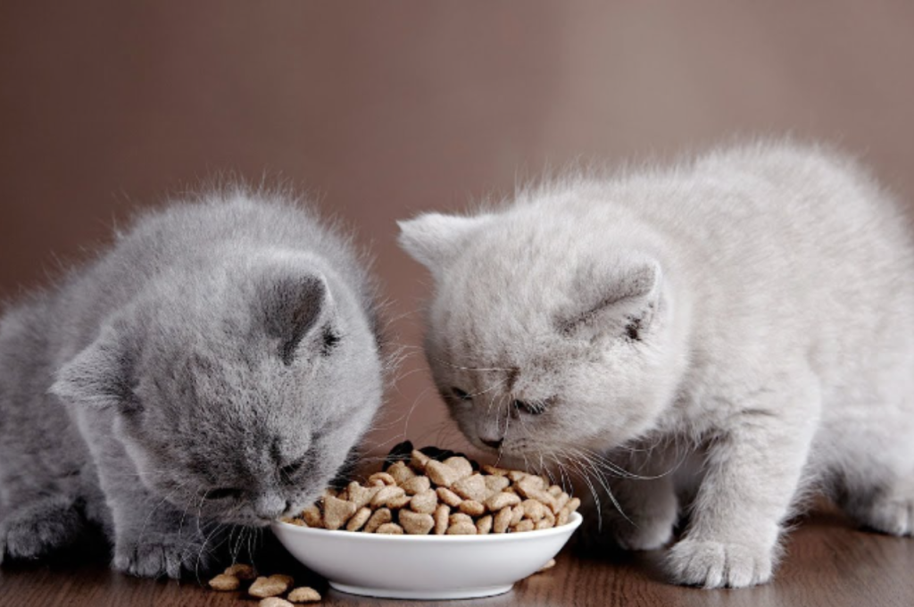 smalls cat food