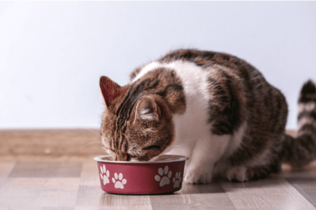 chewy cat food