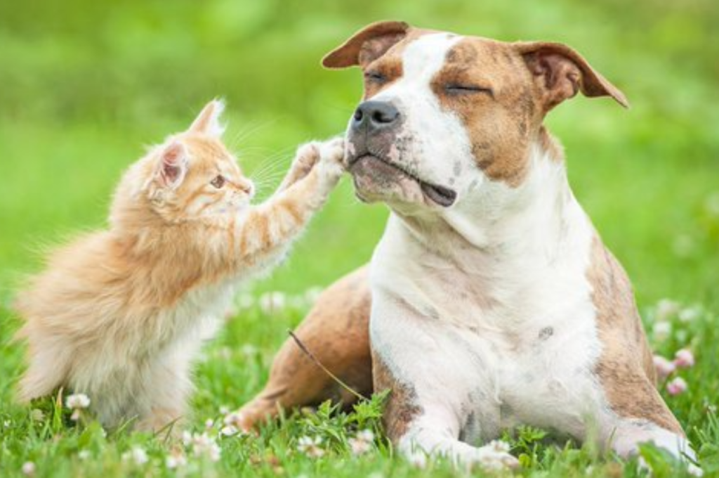 how to introduce a dog to a cat