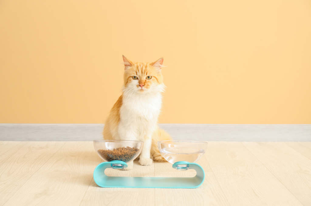 best dry cat food