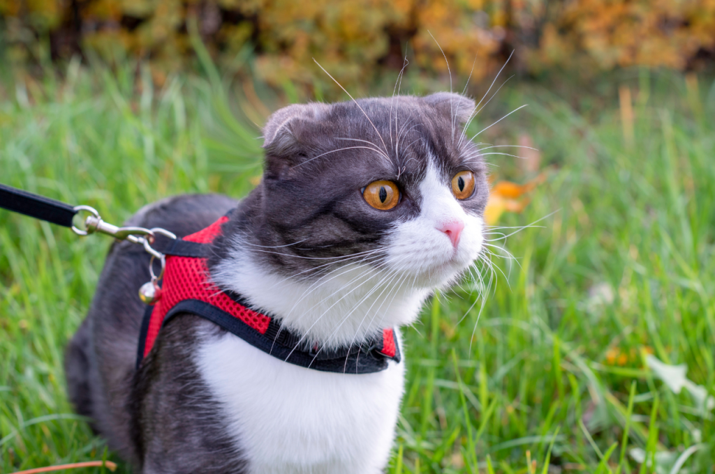 cat harness training