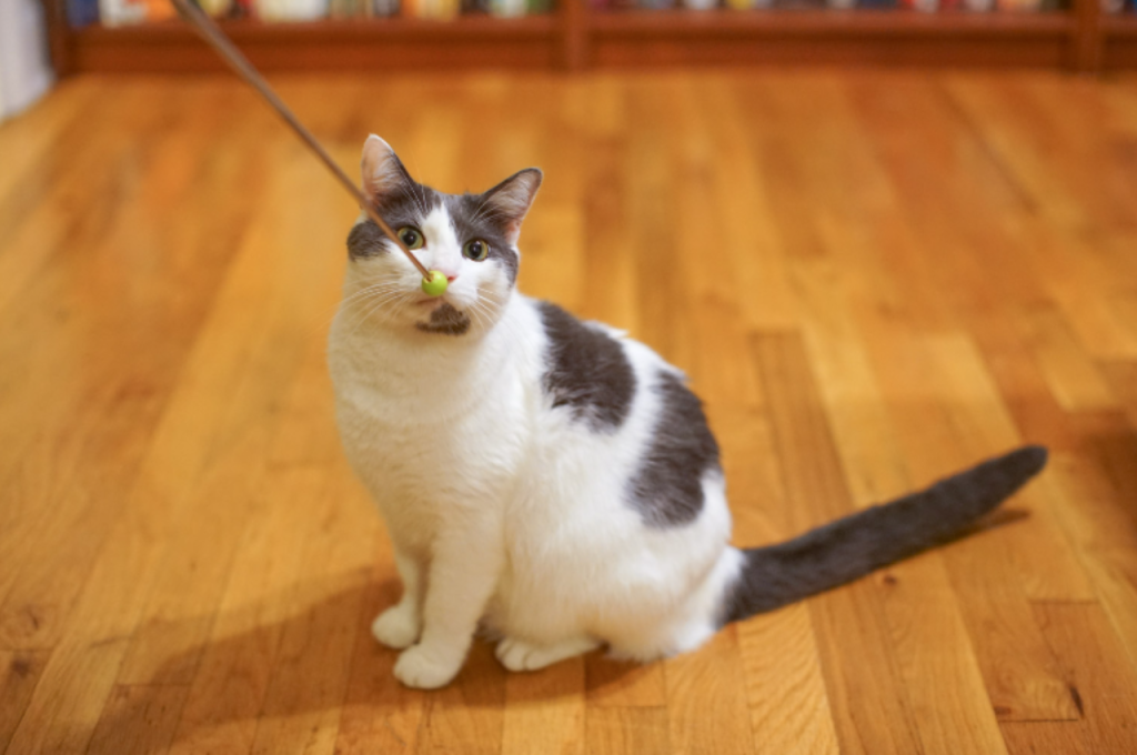 kittens and cats information about training