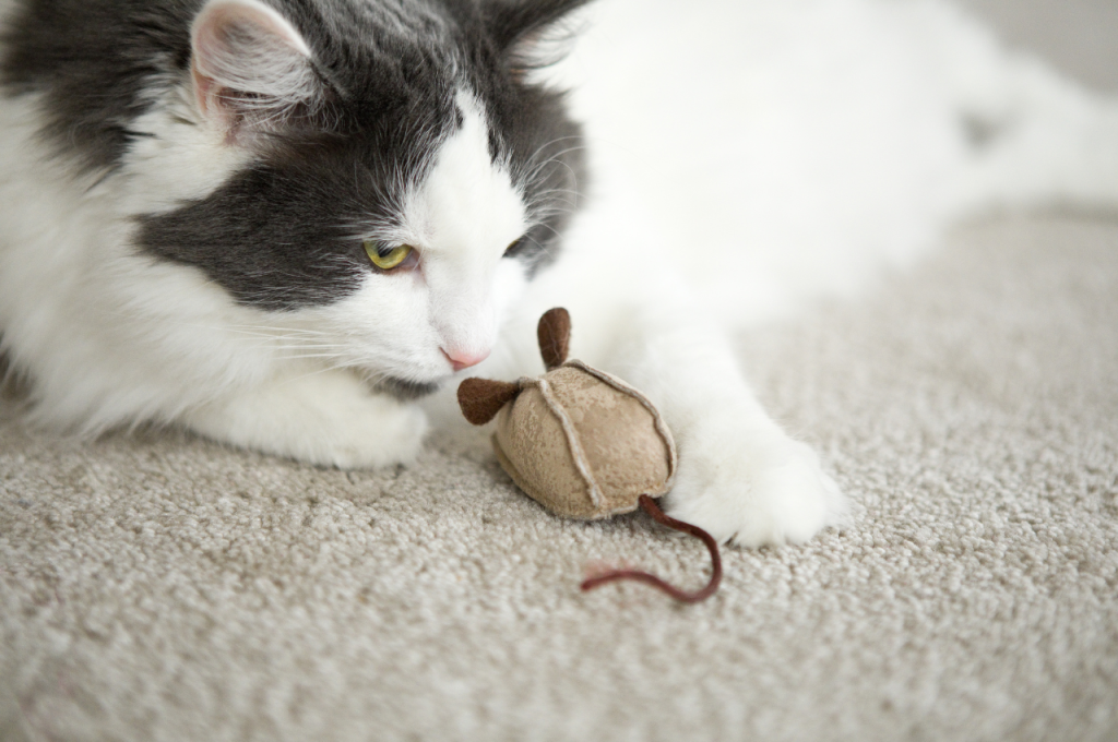 mousetrap training cats