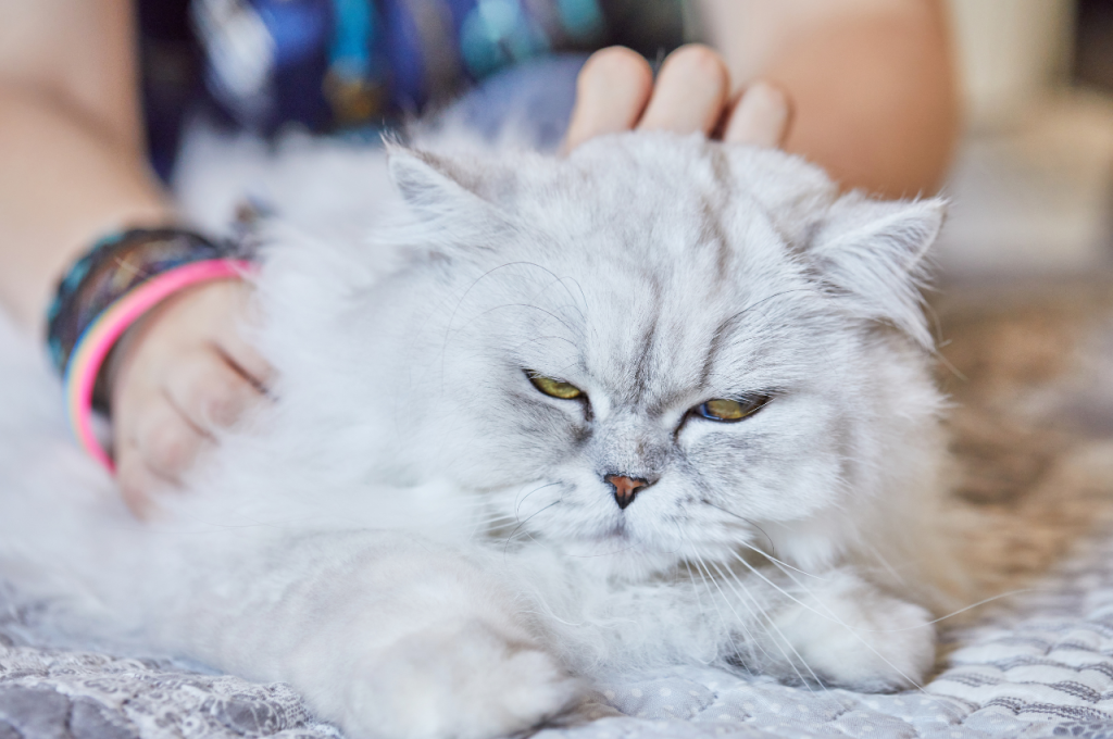why do cats purr