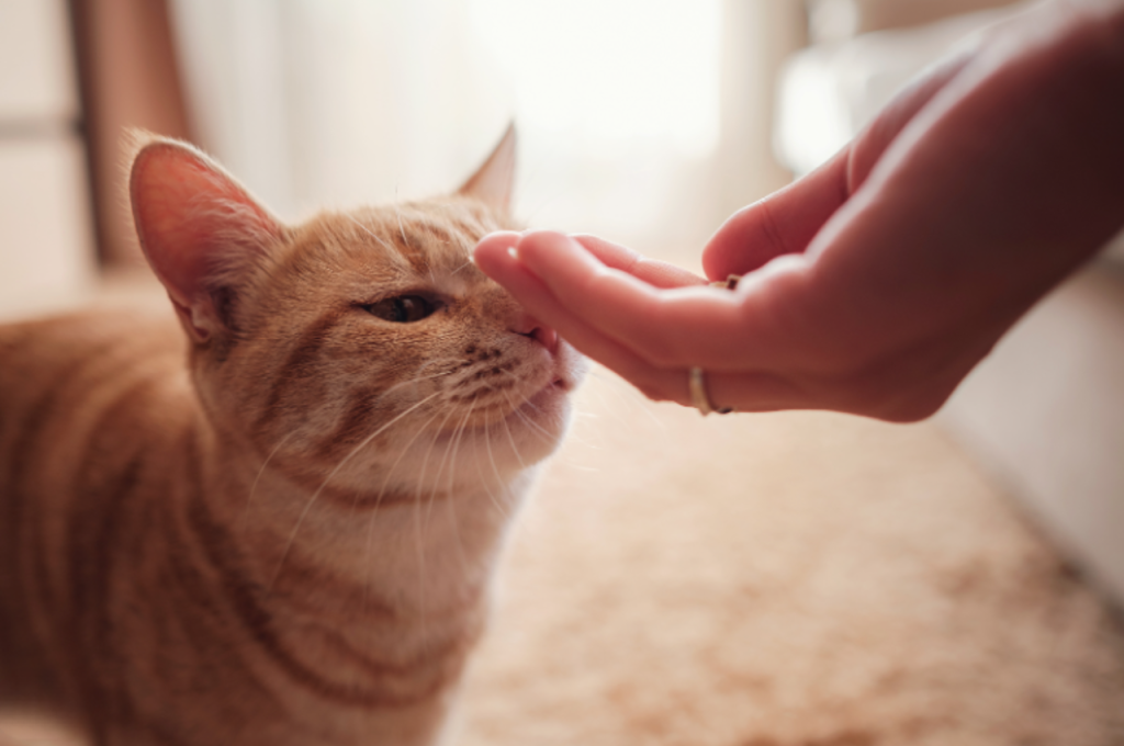 emotional support cat training