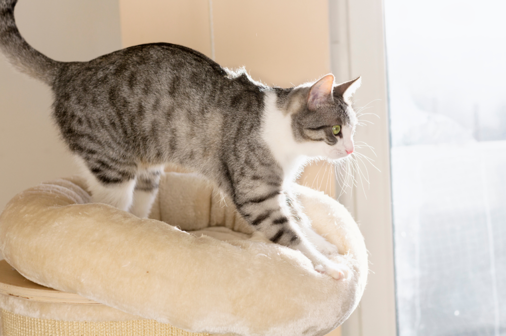 why do cats knead