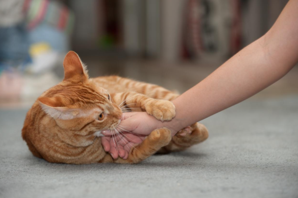 why do cats make biscuits