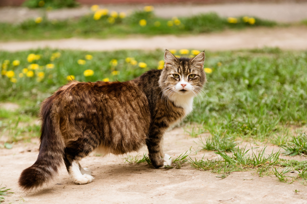 how long are cats pregnant
