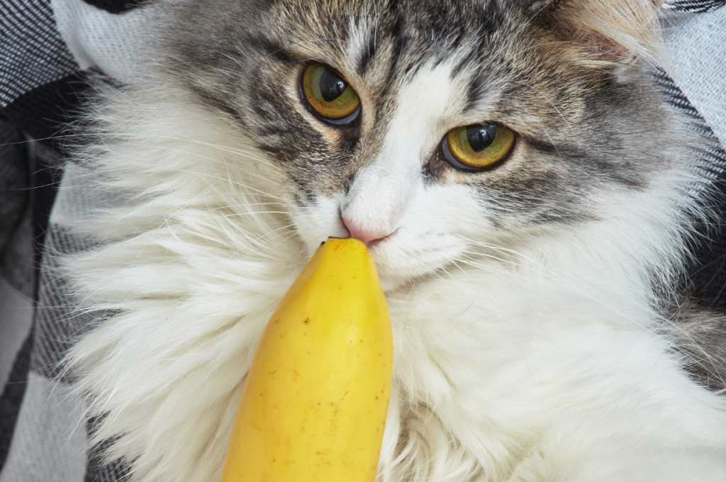 can cats eat bananas