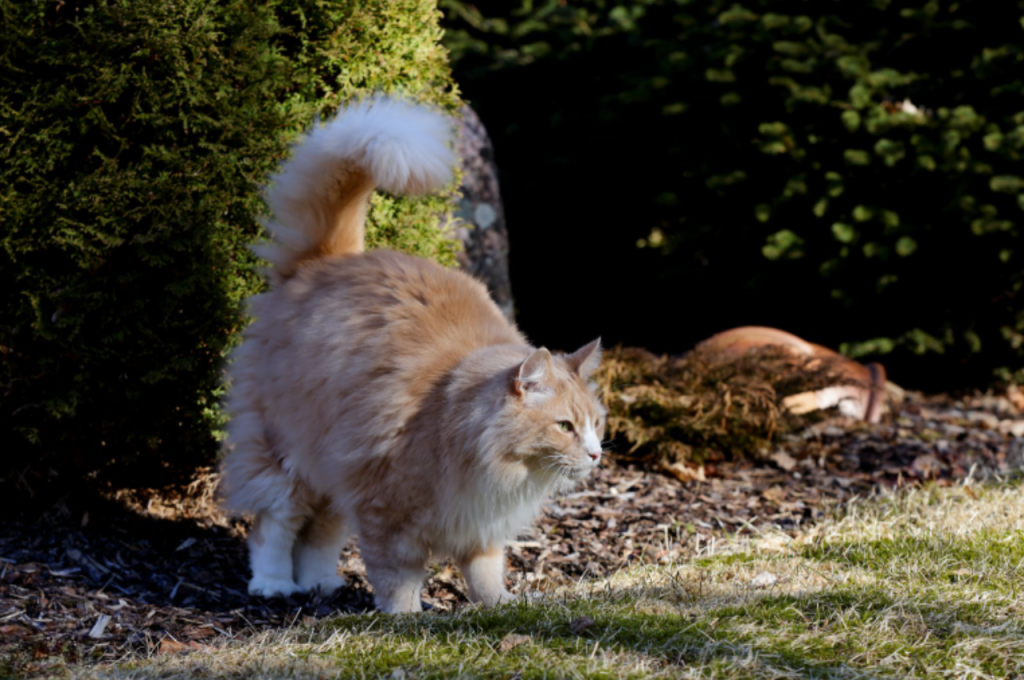 how to stop a cat from spraying