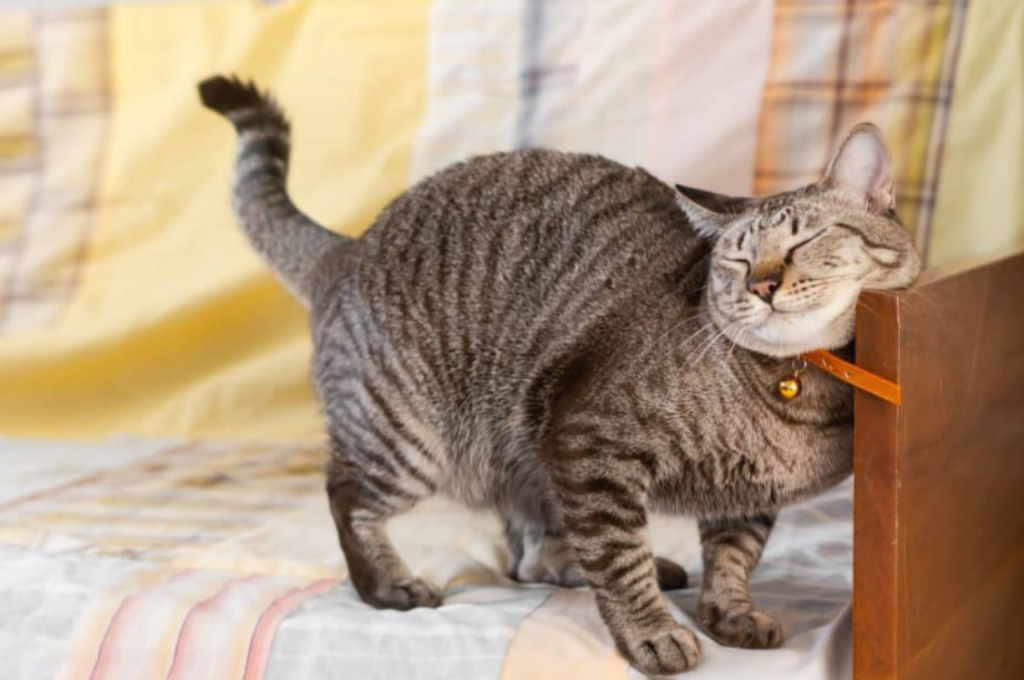 how to calm a cat in heat
