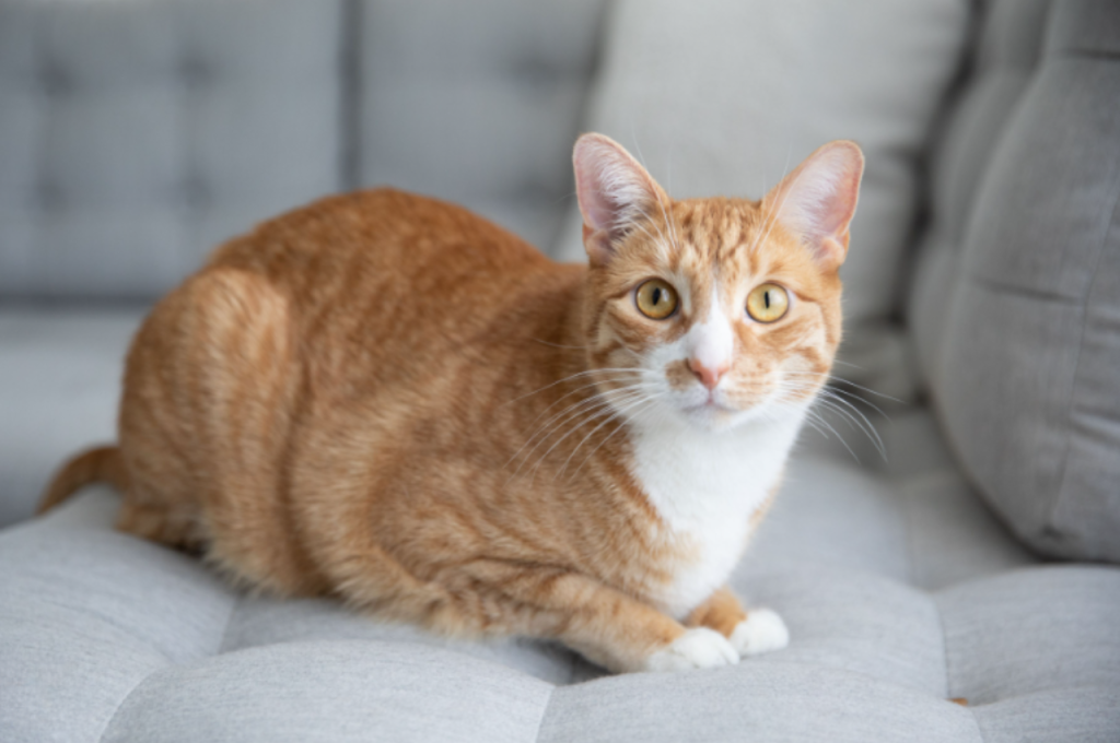 how much does it cost to get a cat fixed