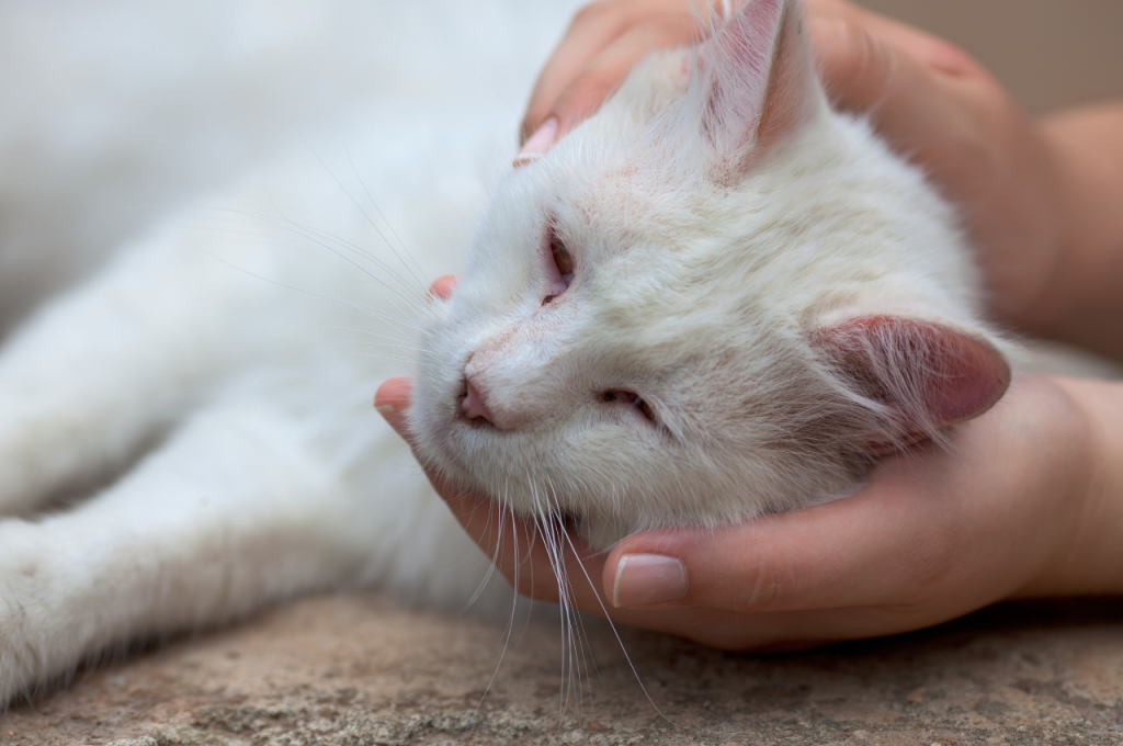 how to tell if your cat is sick