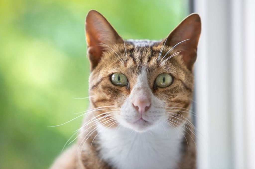 How do I teach my cat her name?