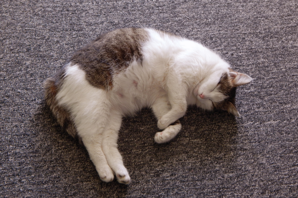how can you tell if a cat is pregnant