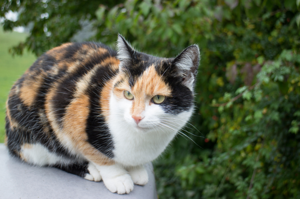 what is a calico cat