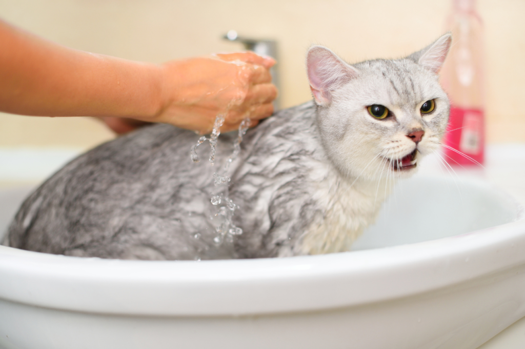 how often should you bathe a cat