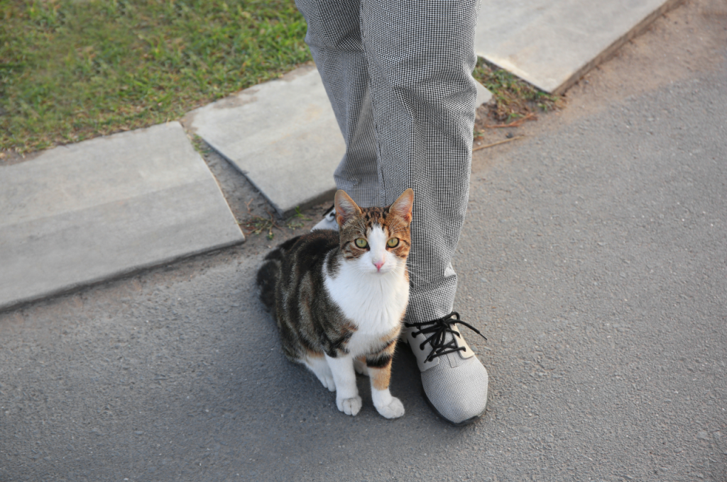 what does it mean when a cat rubs against you