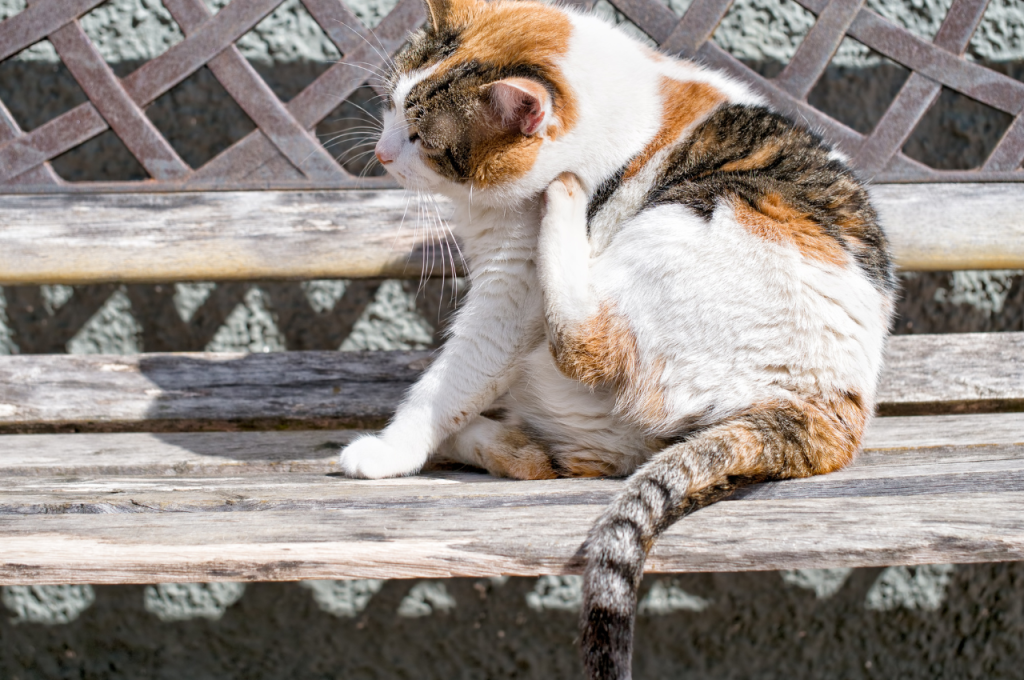 how to get rid of cat fleas