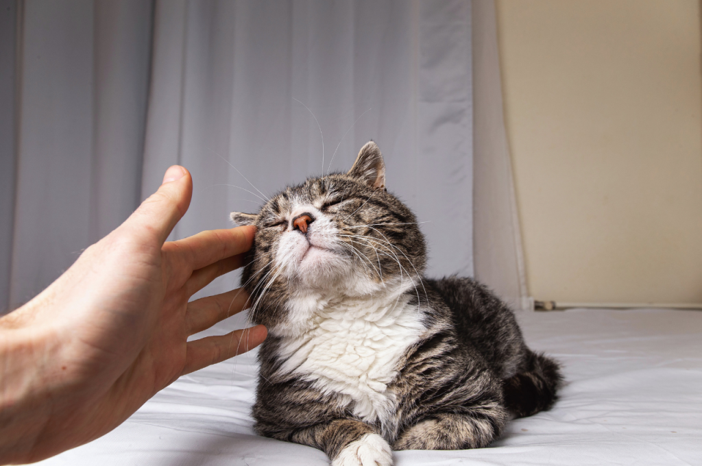 what does a cat purring mean