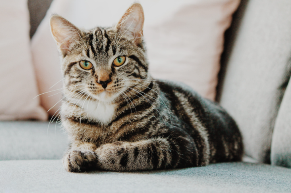 Can I rename my cat?