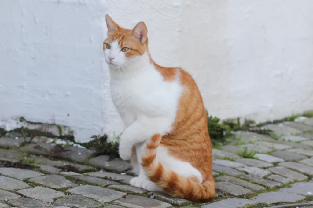 why is my cat limping