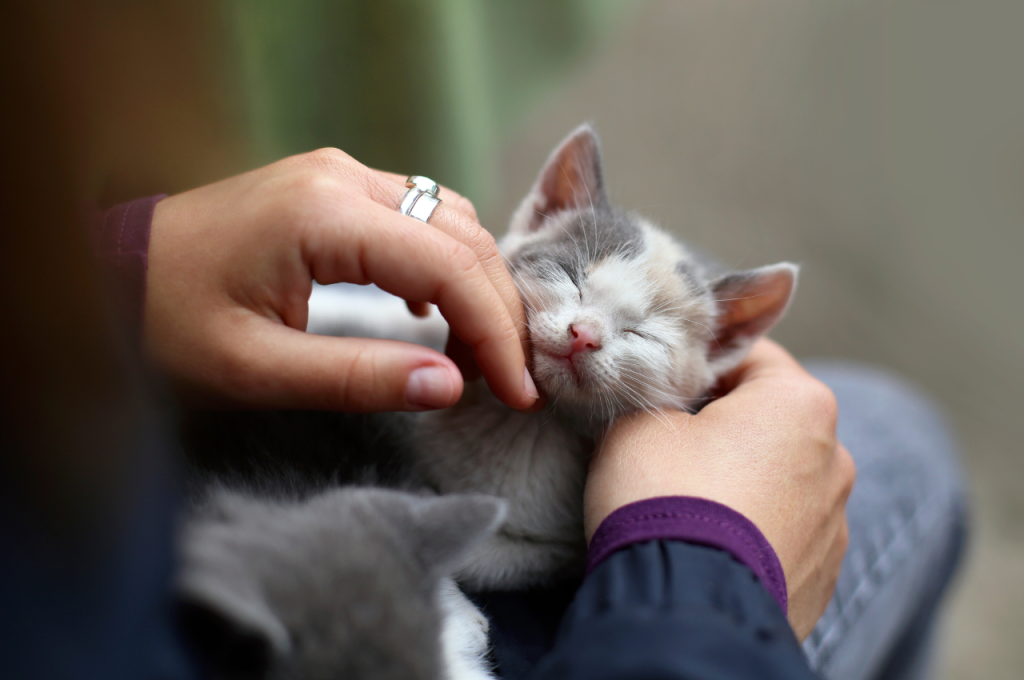 how to make a cat like you