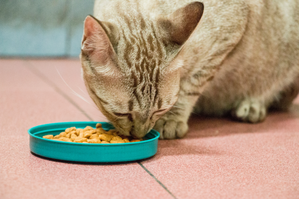 how much dry food should a cat eat a day