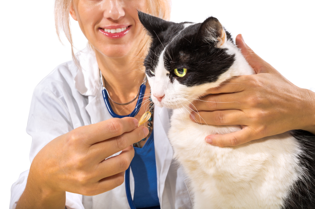 how to give a cat liquid medicine