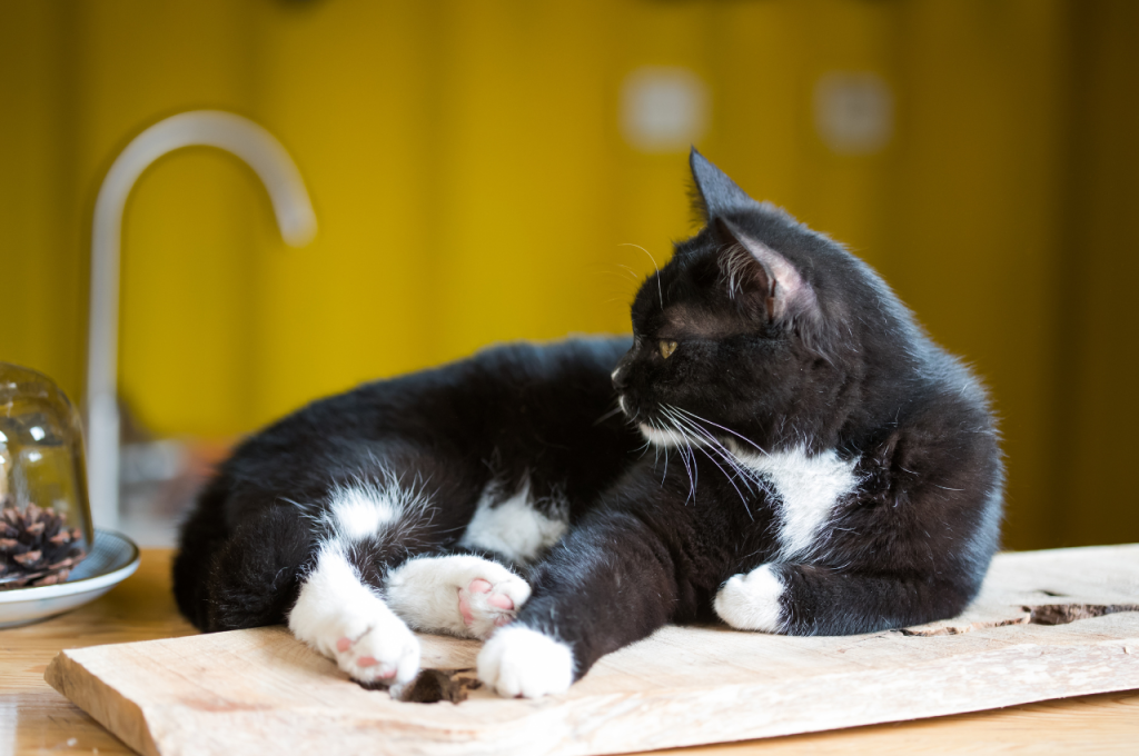 how to keep cat off counter