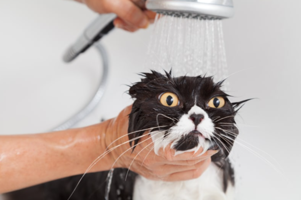 Cat grooming tips