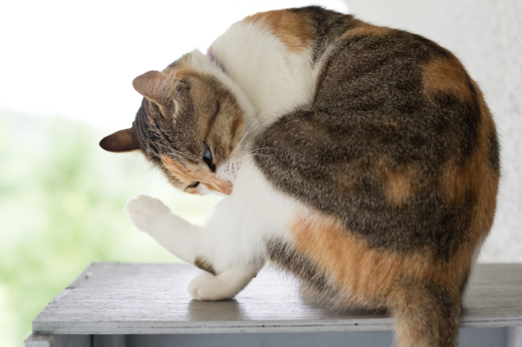 why do cat scratches itch