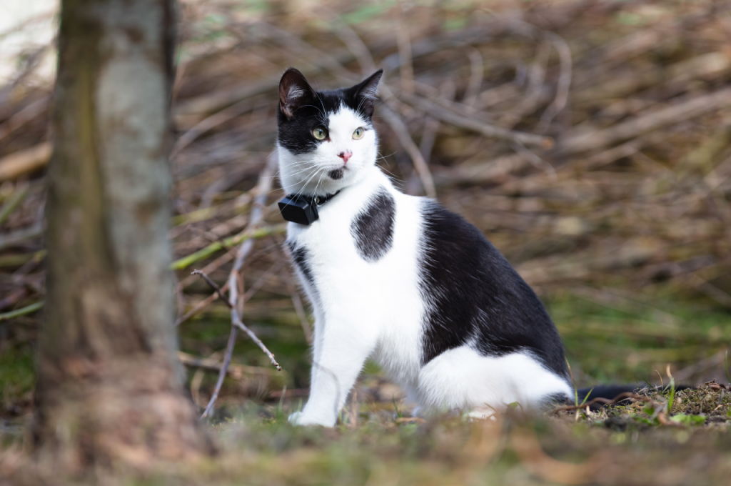 how to find lost cat