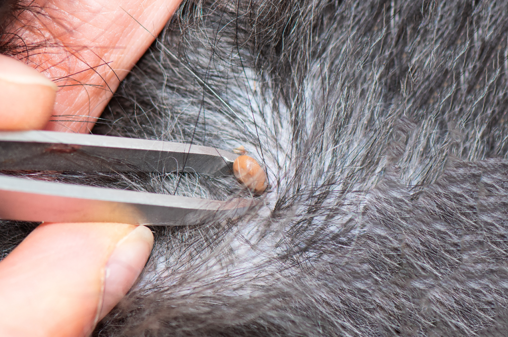 how to remove a tick from a cat