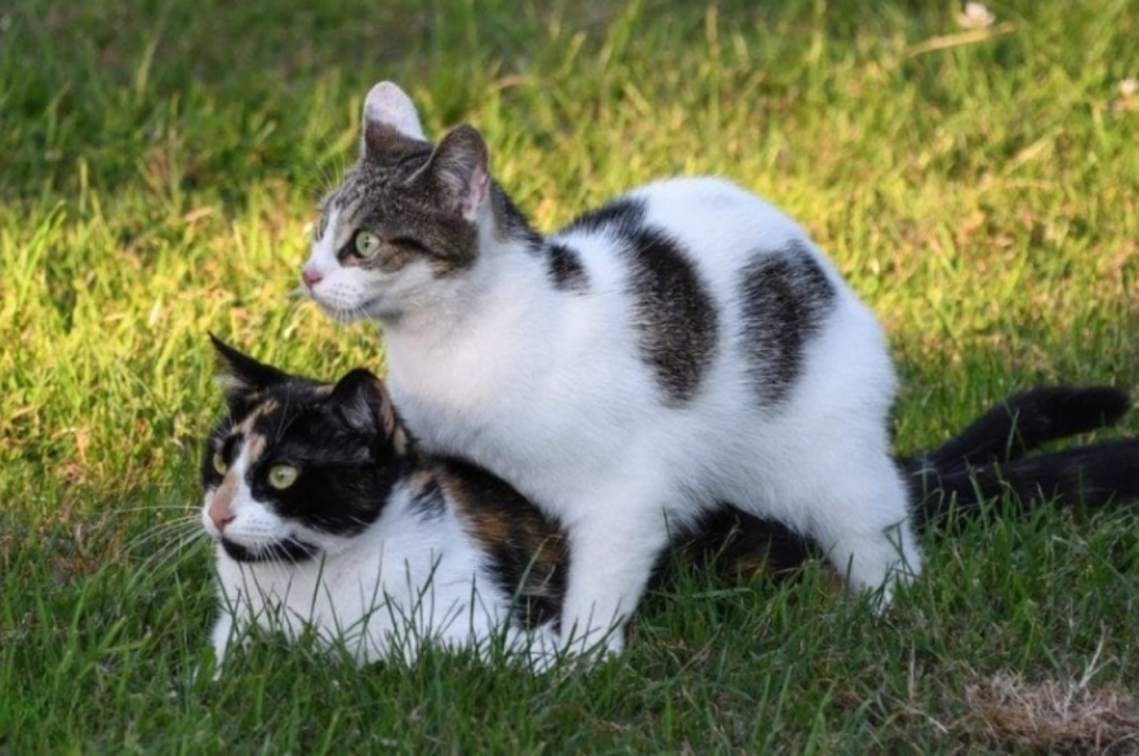how to tell if a cat is in heat