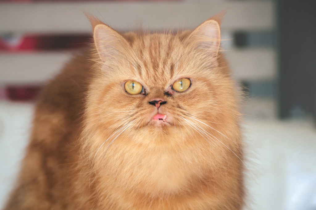 what type of cat is garfield