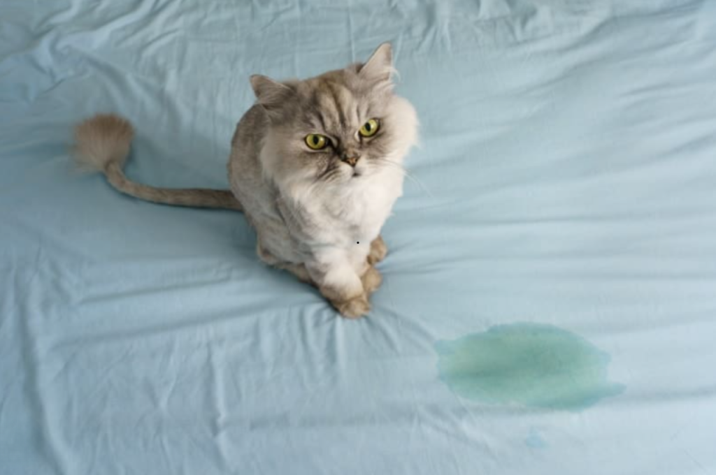 how to stop my cat from peeing on my bed