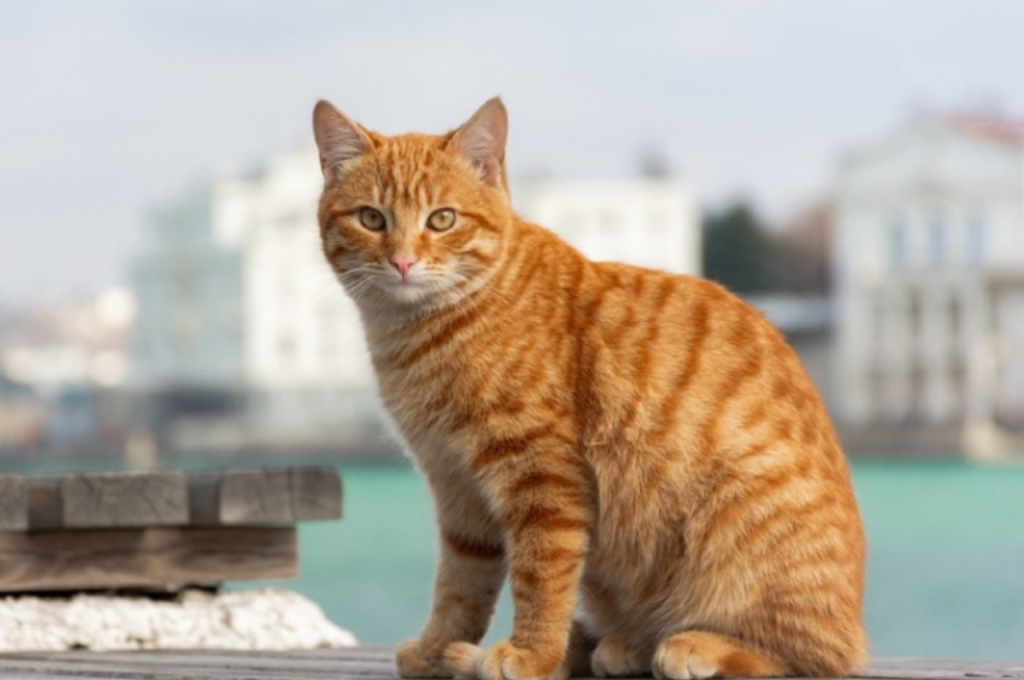 What is the coolest cat name?