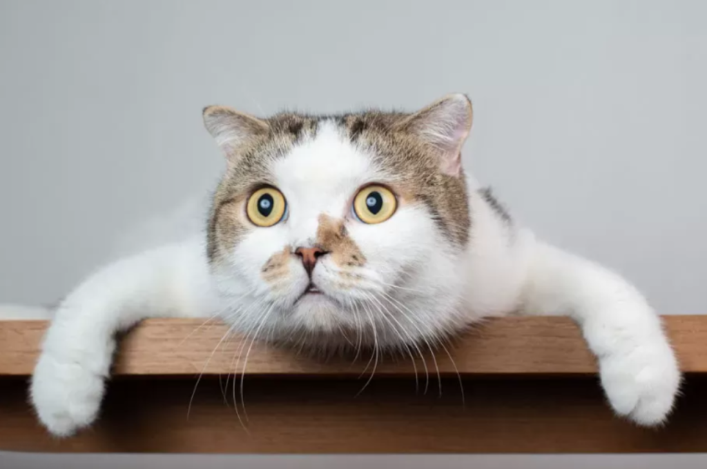 why is my cat acting weird