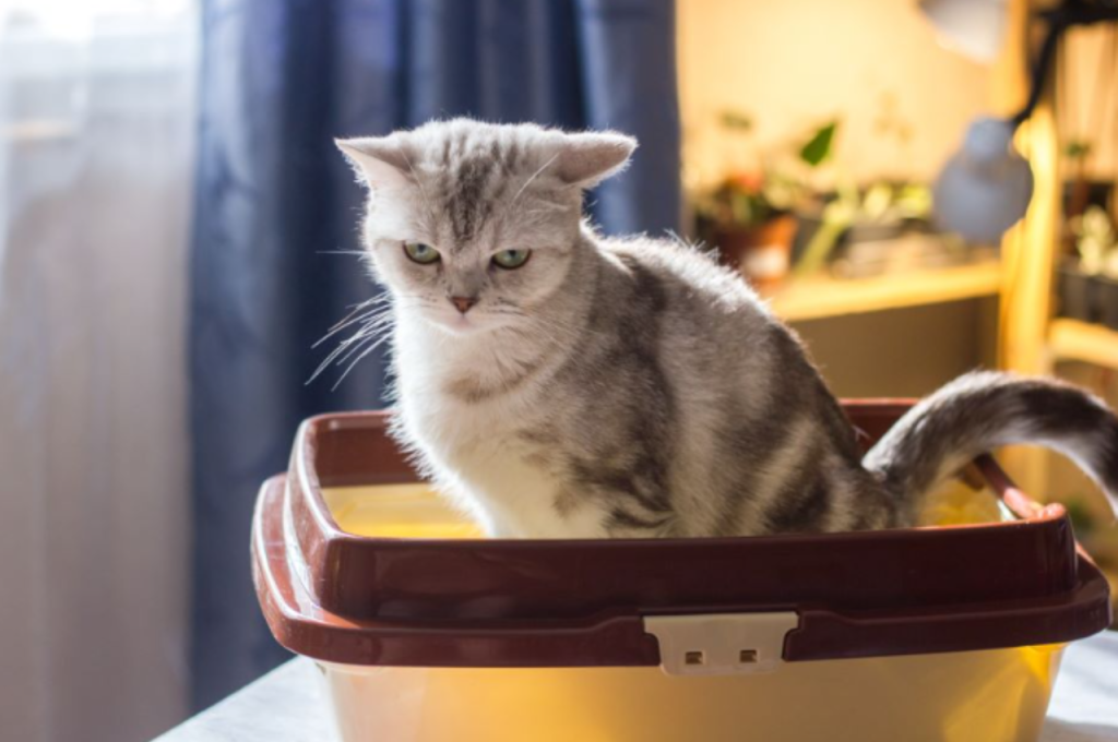 how to help a constipated cat
