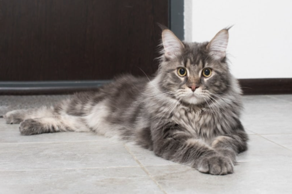 Do cats have 3 names?