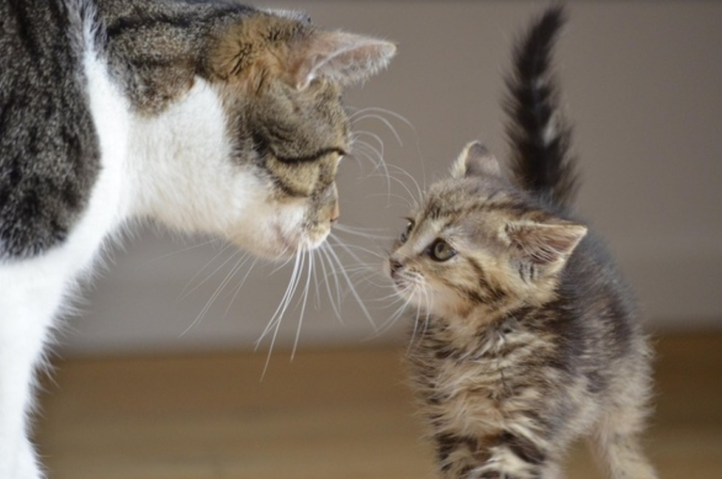 Can a cat have 3 parents?